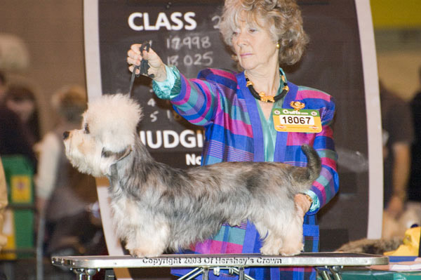 Crufts-2008118