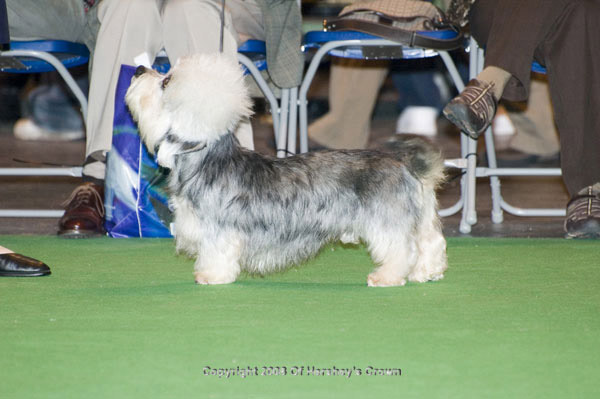 Crufts-2008121
