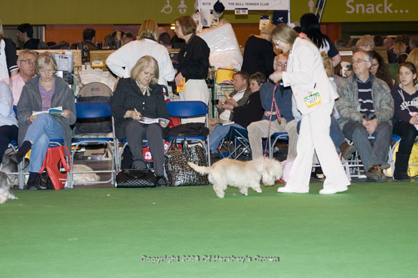 Crufts-2008134