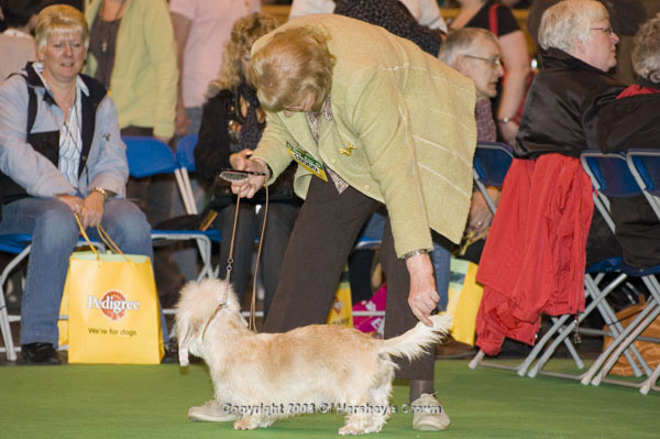 Crufts-2008141