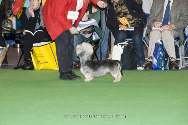 Crufts-2008147