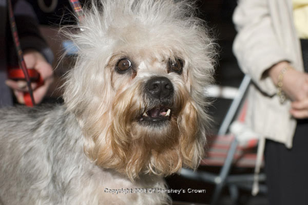 Crufts-200815