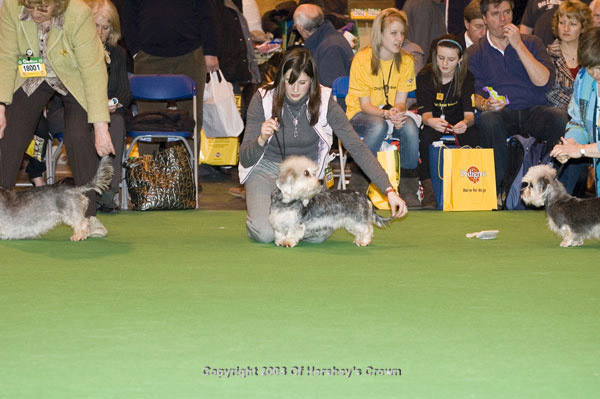 Crufts-2008152