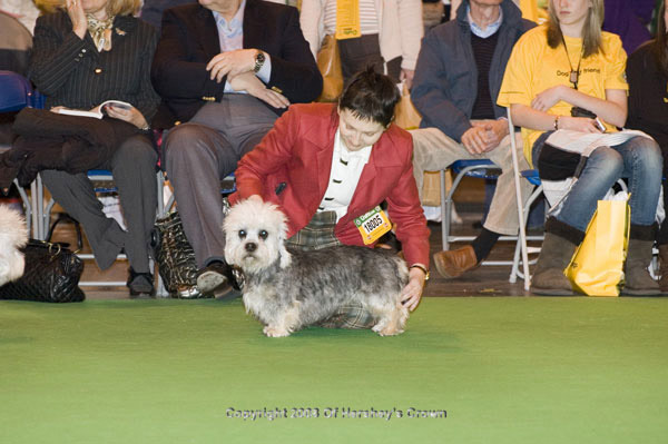 Crufts-2008157