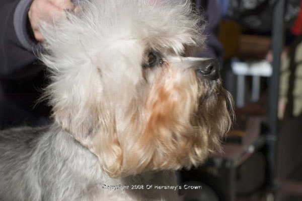 Crufts-200817