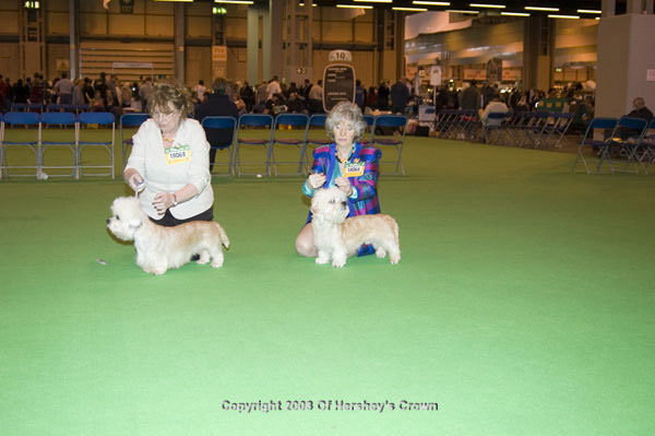 Crufts-2008179