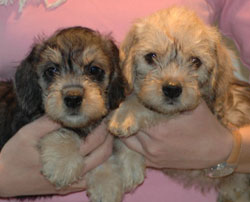 Of Tresure Island Pups