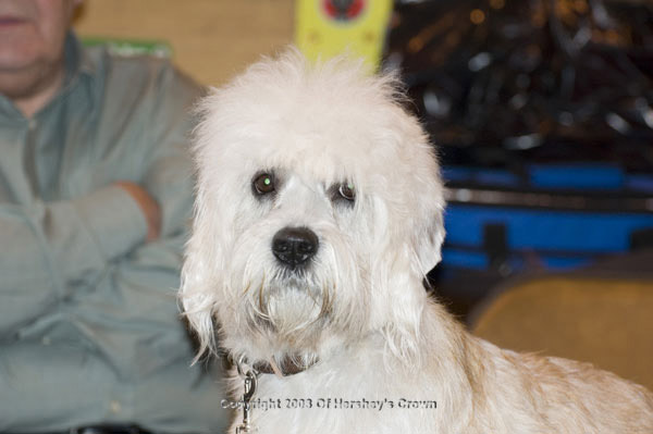 Crufts-200806