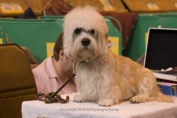 Crufts-200807