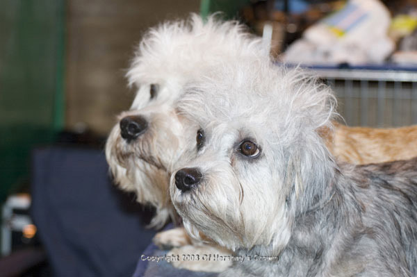 Crufts-200809