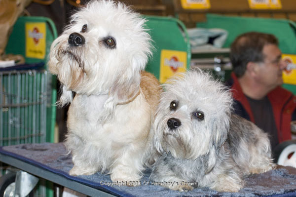 Crufts-200810