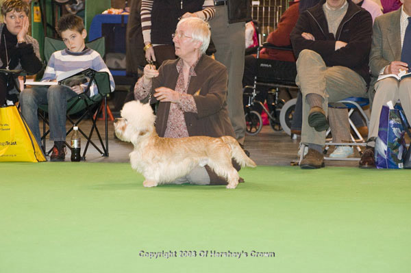 Crufts-2008100