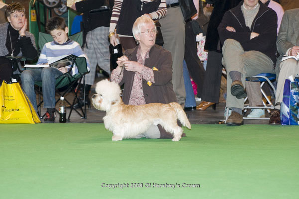 Crufts-2008102
