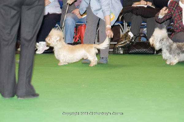 Crufts-2008104