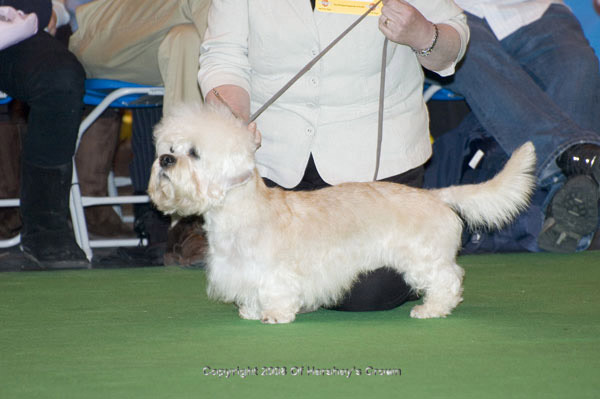 Crufts-2008105