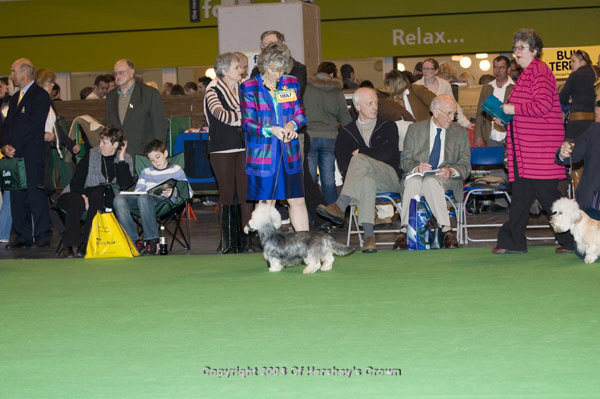 Crufts-2008107