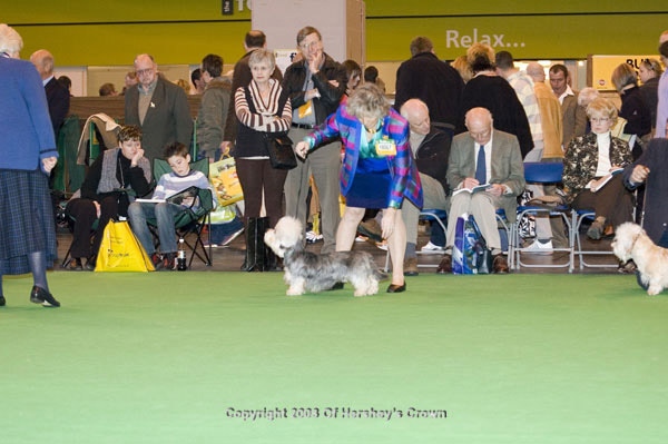 Crufts-2008109