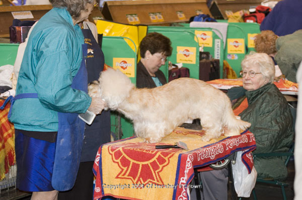 Crufts-200811