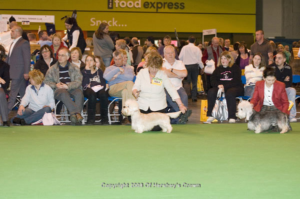 Crufts-2008111