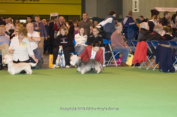 Crufts-2008112