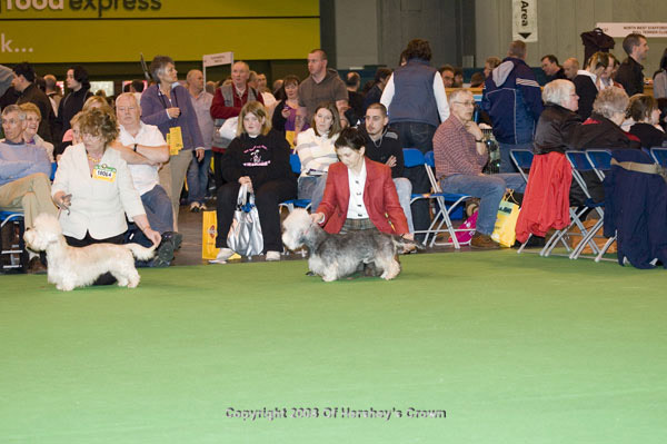 Crufts-2008113