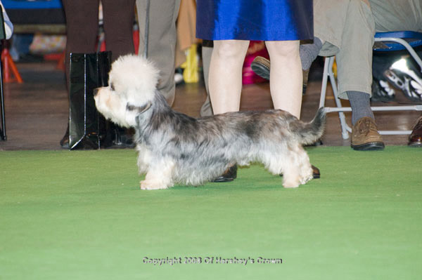 Crufts-2008114