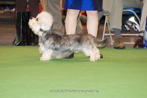 Crufts-2008115