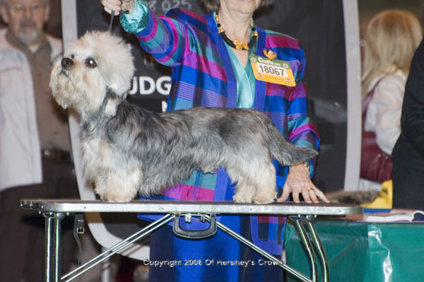 Crufts-2008116