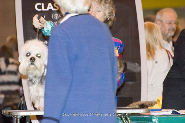 Crufts-2008117