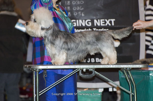 Crufts-2008120