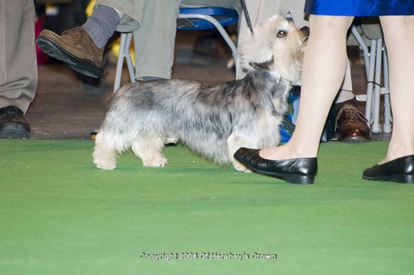 Crufts-2008122