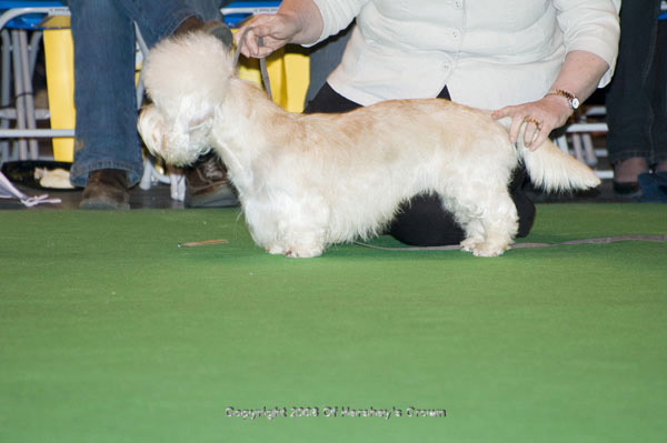 Crufts-2008123