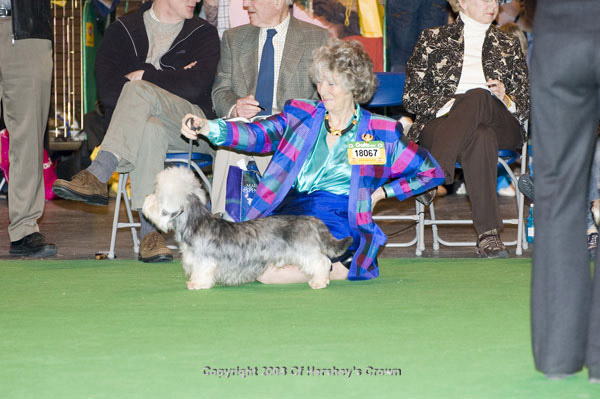 Crufts-2008125
