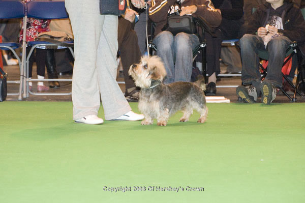 Crufts-2008128