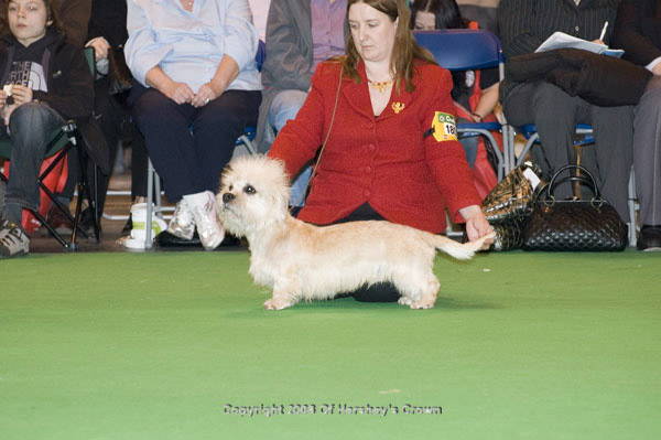 Crufts-2008129