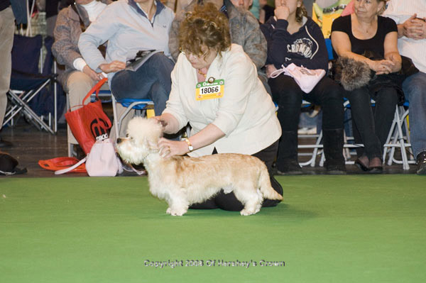 Crufts-2008130