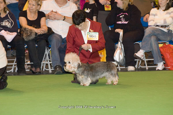 Crufts-2008131