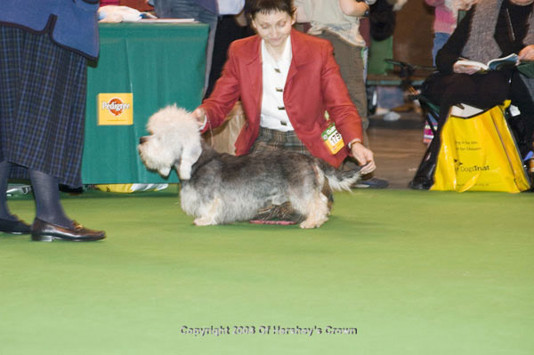 Crufts-2008132