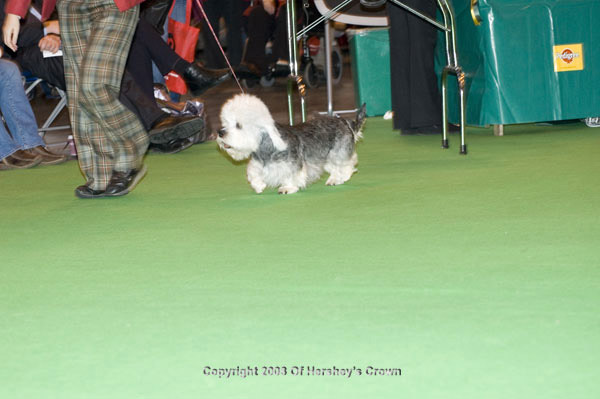 Crufts-2008133