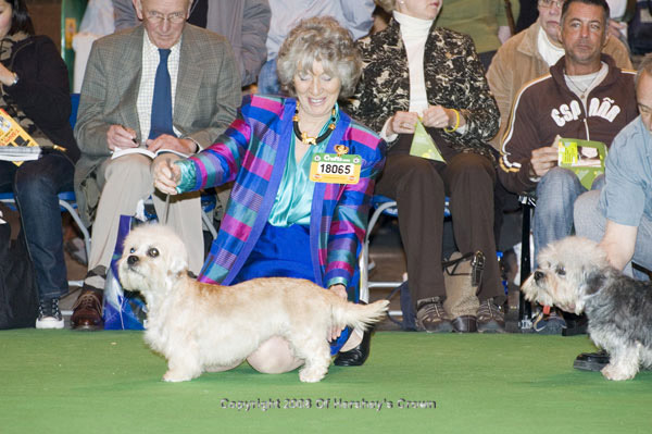 Crufts-2008135