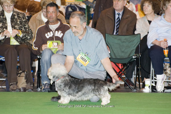 Crufts-2008136