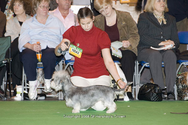 Crufts-2008137