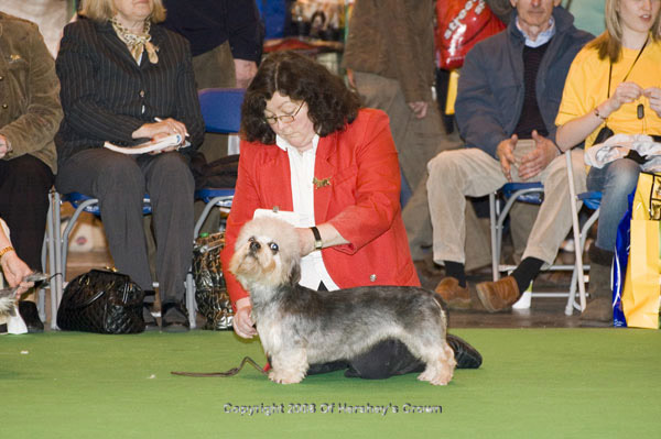 Crufts-2008138