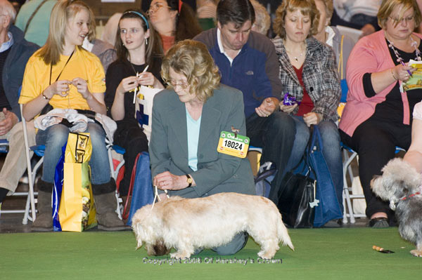 Crufts-2008139