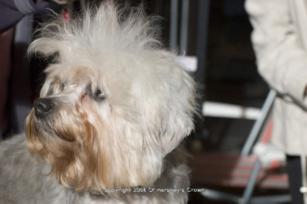 Crufts-200814