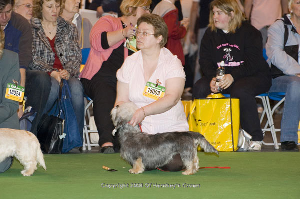 Crufts-2008140