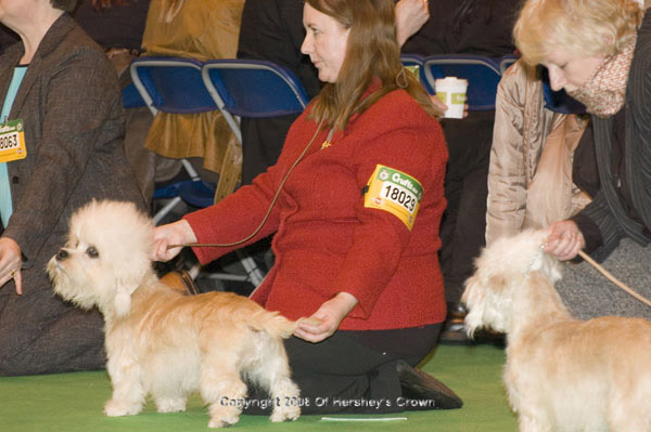 Crufts-2008143