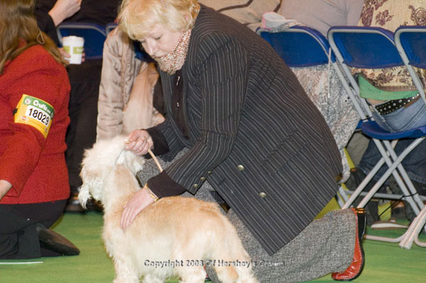 Crufts-2008144