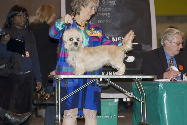 Crufts-2008146