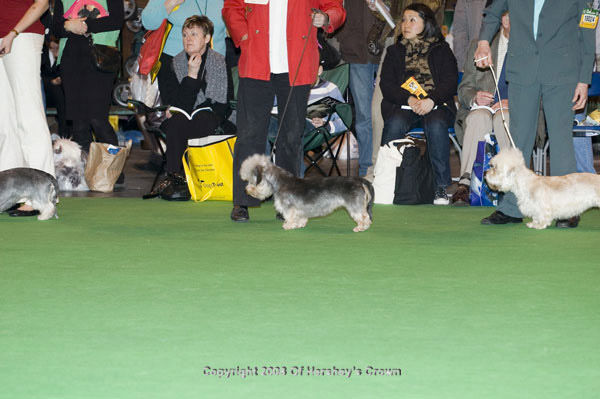 Crufts-2008148